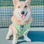 Dog Reversible Harness - Serving Up Sass