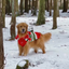 Christmas Elf Holiday Dog Sweater