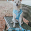 Dog Adjustable Harness - Cinnamoroll™