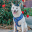 Dog Adjustable Harness - Spellbound