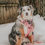 Dog Leash - Dusty Rose