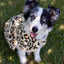 Jeffers Expression Moisture-Wicking Fleece Dog Coat