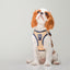 SoHo Dog Walking Set - Hamptons