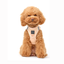 SoHo Dog Harness - Dune