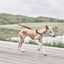 Robin Dog Leash - Choko