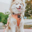 Dog Adjustable Harness - Apple Cider