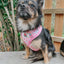Dog Adjustable Harness - Care Bears™ Cheer Bear
