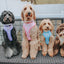 Dog Adjustable Harness - Kuromi™