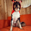 Foxy Hoodie Dog Sweater