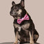 Sprinkle Me Pink Dog Collar & Bowtie