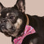 Sprinkle Me Pink Dog Collar & Bowtie