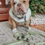 Dog Leash - Matcha