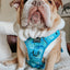 Dog Step-in Harness - Tropical Tides