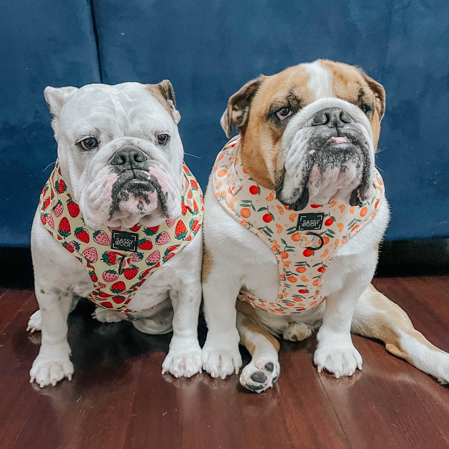 Dog Adjustable Harness - Simply the Zest