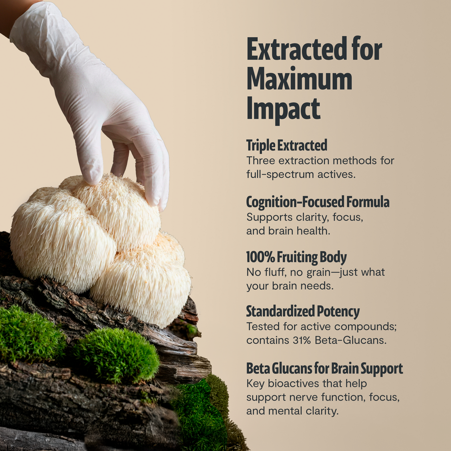 Lion's Mane Mushroom Extract Powder