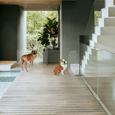 Clear Front Pet Gate