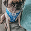Dog Adjustable Harness - Care Bears™ Grumpy Bear