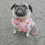 Dog Adjustable Harness - STAR WARS™ Princess Leia