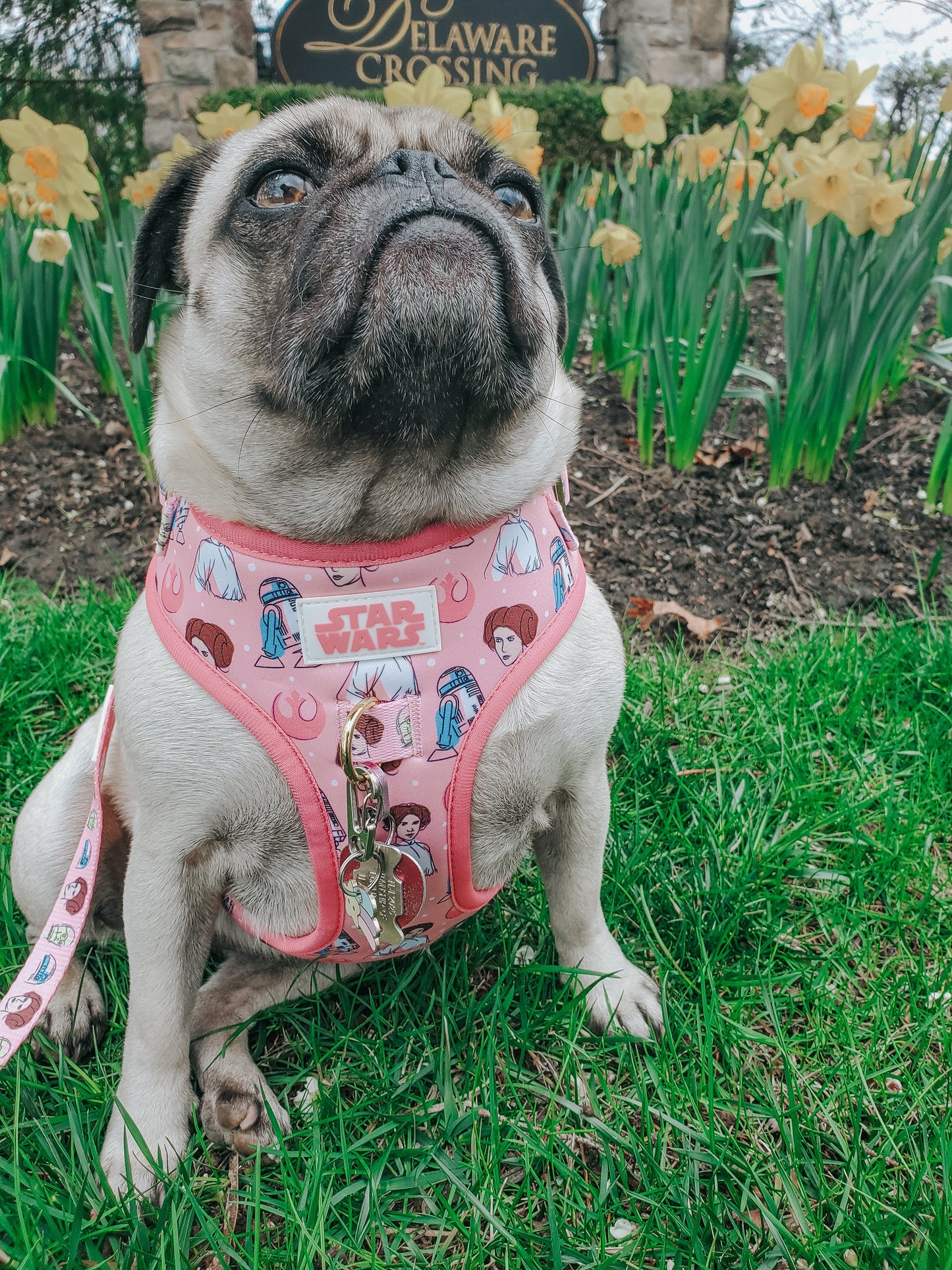 Dog Adjustable Harness - STAR WARS™ Princess Leia