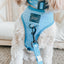 Dog Collar - Might as Whale