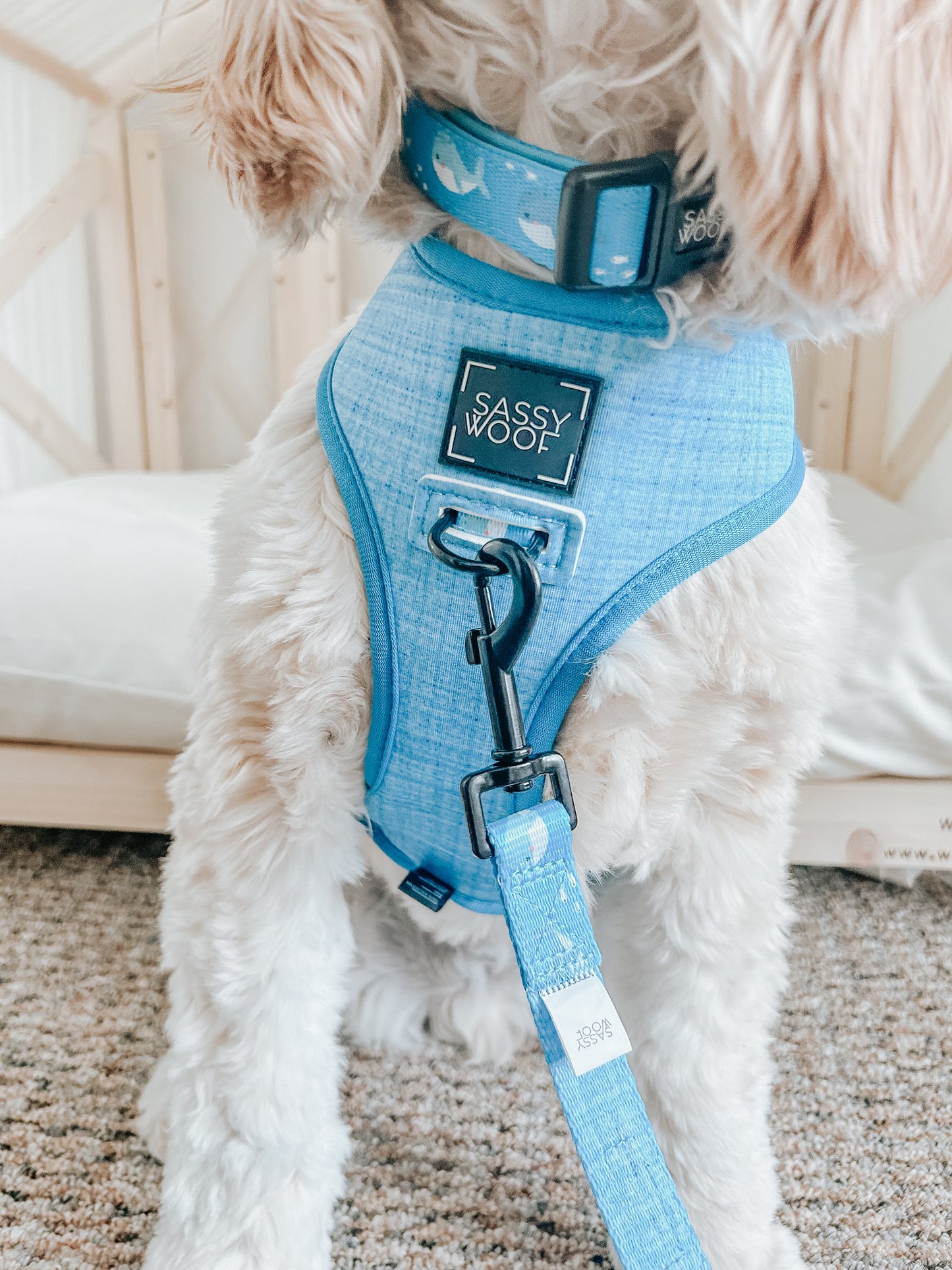 Dog Collar - Might as Whale