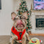 Dog Adjustable Harness - Neon Red