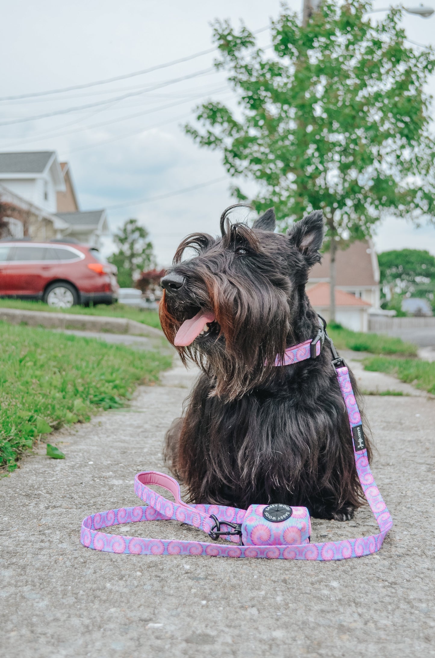 Dog Leash - Purple Haze