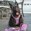 Dog Step-in Harness - Purple Haze