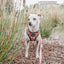 Dog Adjustable Harness - Giraffic Park