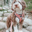 Dog Adjustable Harness - Giraffic Park