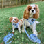 Dog Adjustable Harness - Berry Sassy