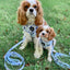 Dog Leash - Berry Sassy