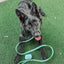 Dog Waterproof Collar - Green