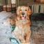 Dog Waterproof Collar - Green