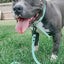 Dog Waterproof Leash - Green