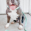 Dog Waterproof Collar - Green