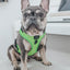 Dog Adjustable Harness - Neon Green
