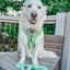 Dog Reversible Harness - Serving Up Sass