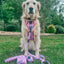 Dog Leash - Purple Haze