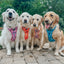 Dog Step-in Harness - Purple Haze
