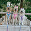 Dog Adjustable Harness - BARBIE™ Closet Goals