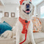 Dog Adjustable Harness - Puppermint Twist