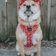 Dog Collar - Disney's 101 Dalmatians