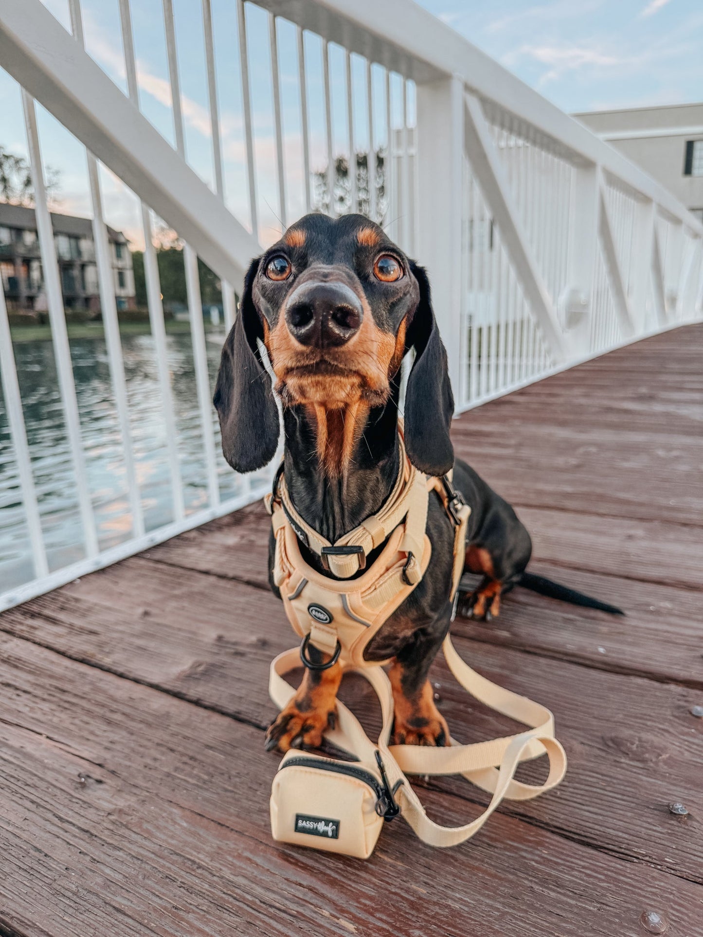 Dog Collar - Daffodil
