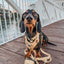 Dog Leash - Daffodil