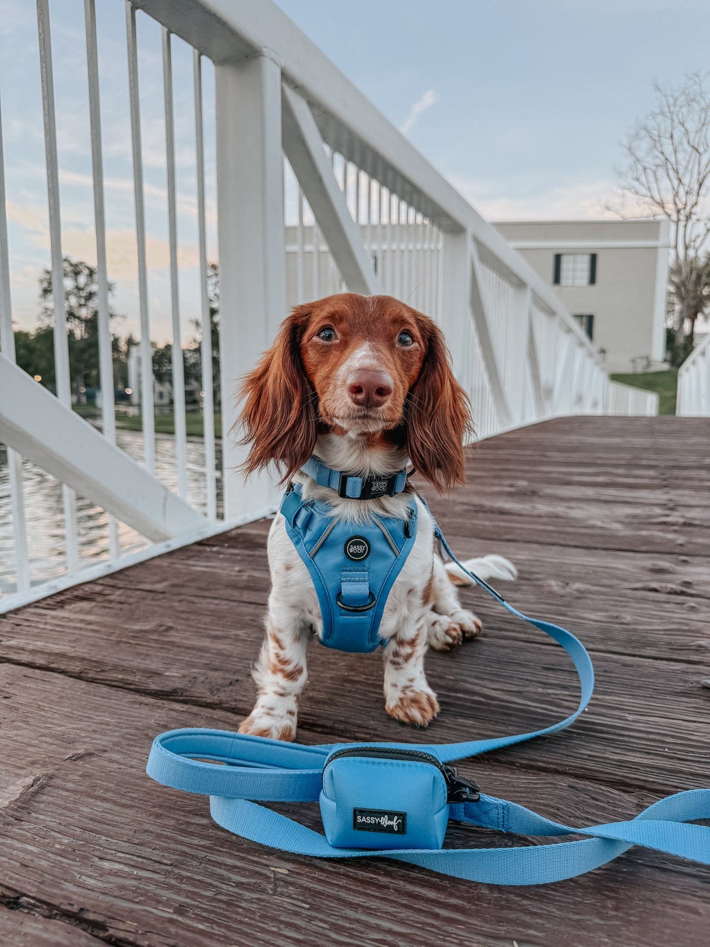 Dog Collar - Hydrangea