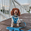 Dog Step-in Harness - Hydrangea