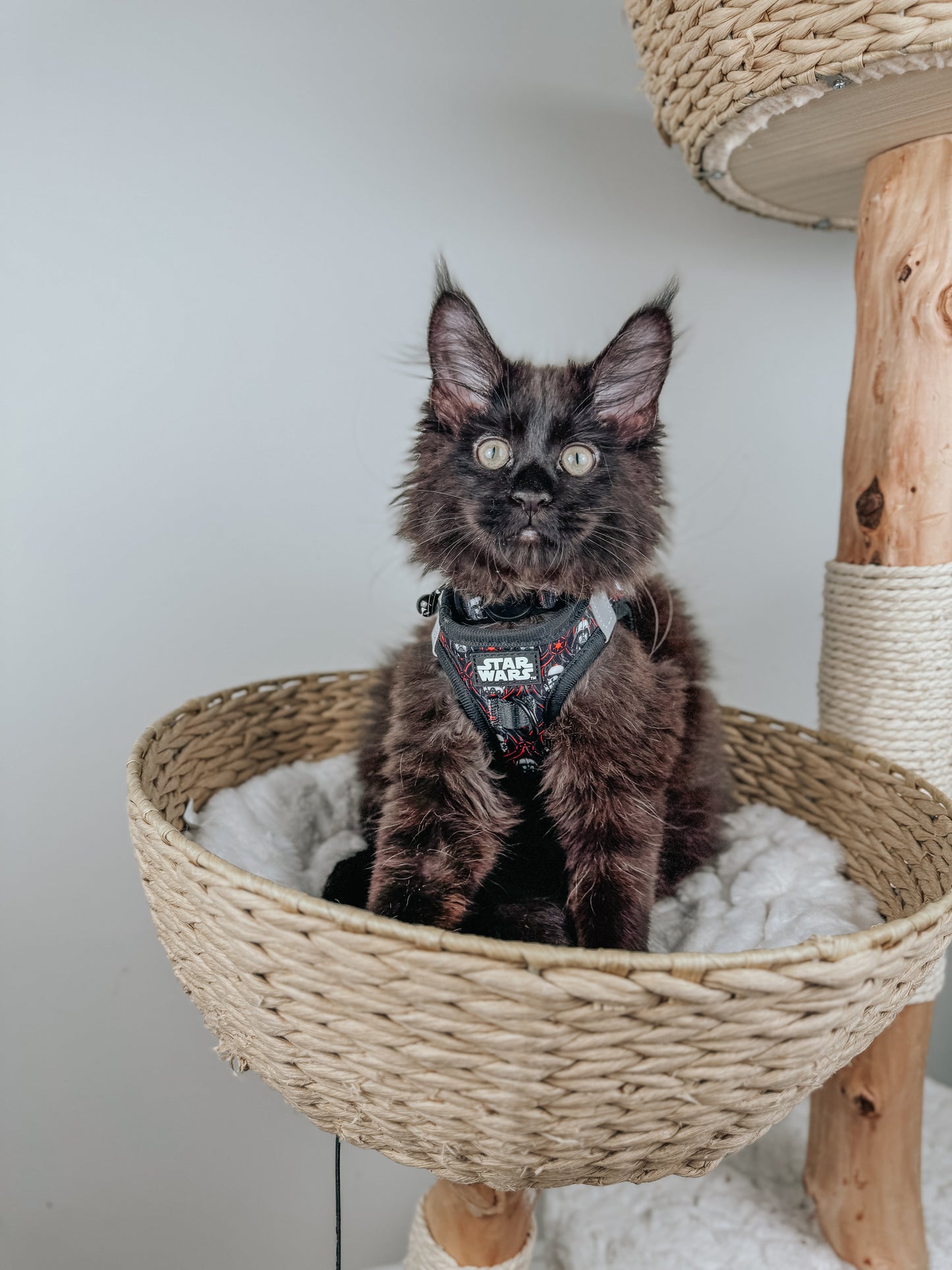 Cat Collar - STAR WARS™ The Dark Side