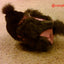 Hen Holster Chicken Diaper Harness with Permanent Sewn-in Liner (Duck Diaper, Goose Diaper, Parrot Diaper)