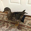Hen Holster Bird Diaper/Harness (chicken diaper, duck diaper, pigeon diaper with Removable Vinyl Liner)